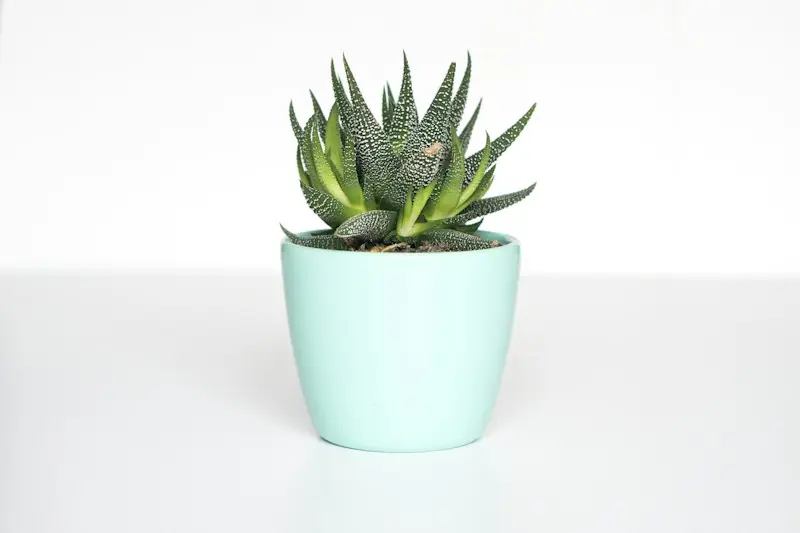 Plantas y macetas